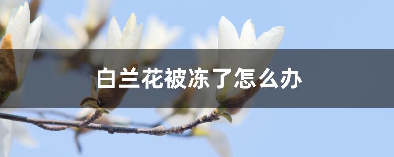 白兰花被冻了怎么办