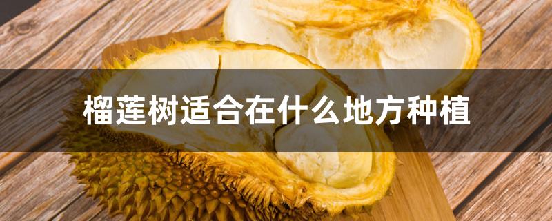 榴莲树适合在什么地方种植 榴莲树适合在什么地方种植