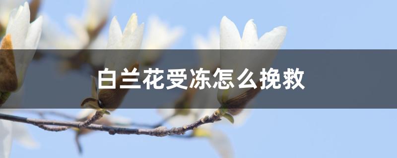 白兰花受冻怎么挽救