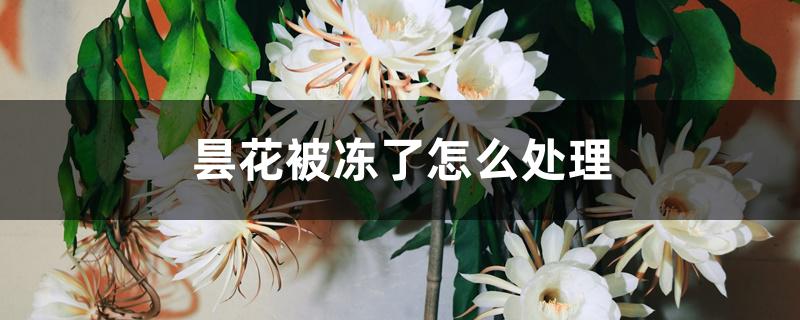 昙花被冻了怎么处理