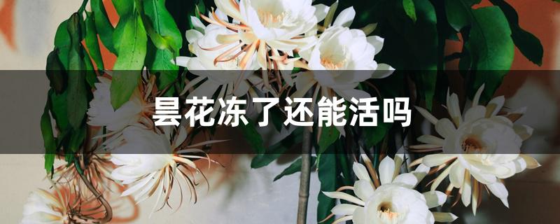 昙花冻了还能活吗