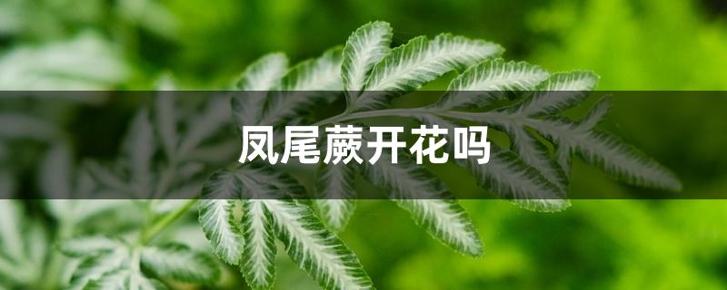 凤尾蕨开花吗