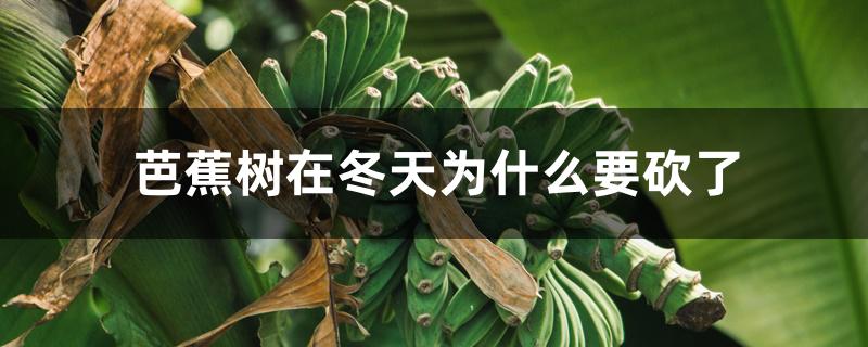 芭蕉树在冬天为什么要砍了