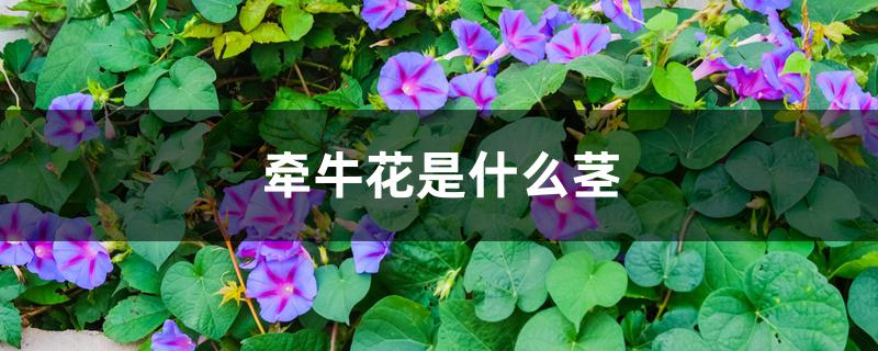 牵牛花是什么茎