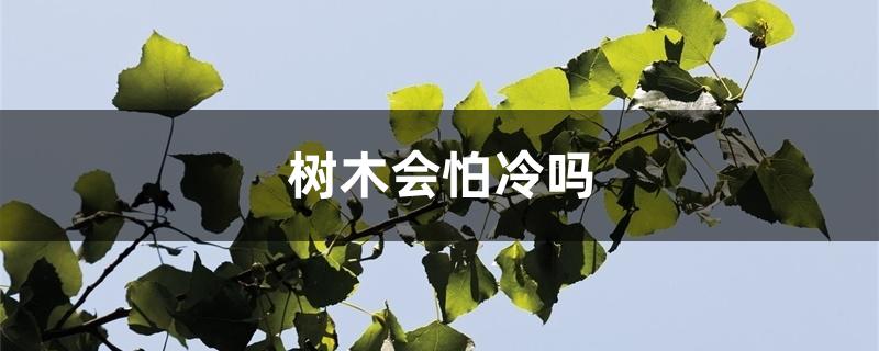 树木会怕冷吗