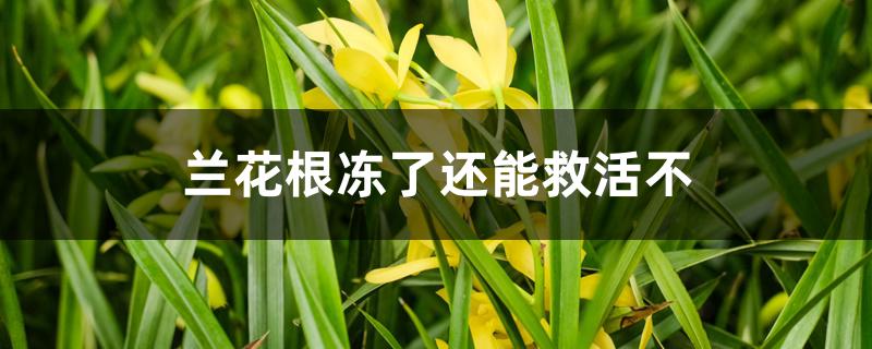 兰花根冻了还能救活不