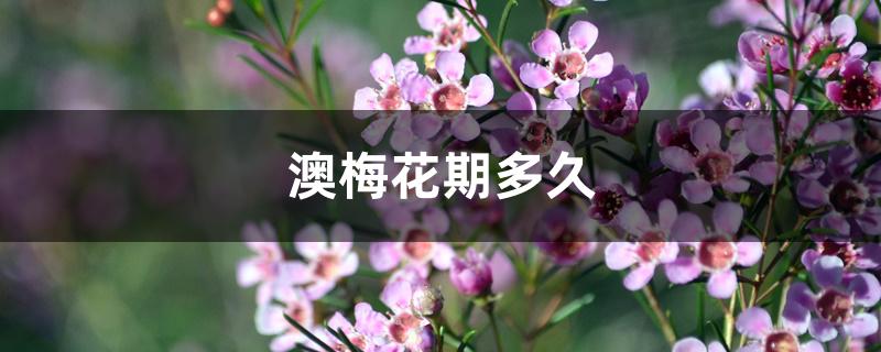 澳梅花期多久