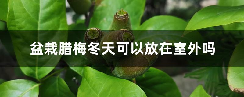 盆栽腊梅冬天可以放在室外吗 盆栽腊梅冬天可以放在室外吗