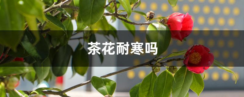 茶花耐寒吗