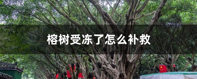 榕树受冻了怎么补救