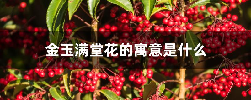 金玉满堂花的寓意是什么