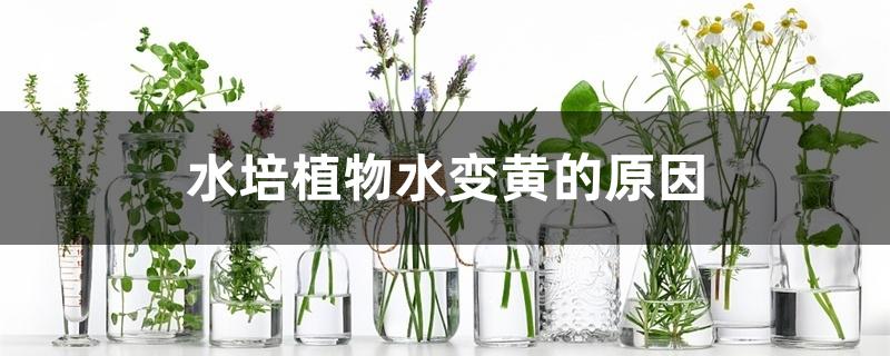 水培植物水变黄的原因