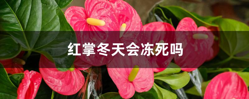 红掌冬天会冻死吗
