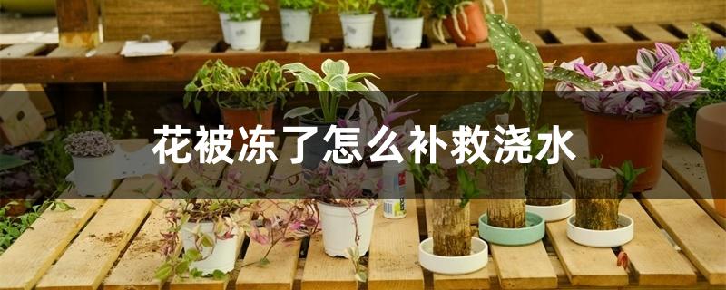 花被冻了怎么补救浇水