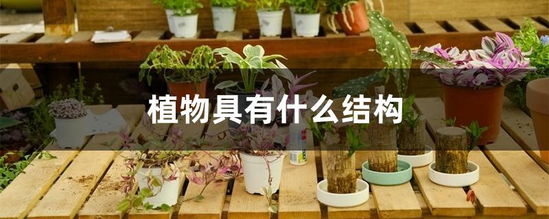 植物具有什么结构