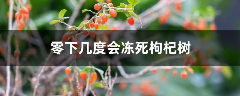 零下几度会冻死枸杞树