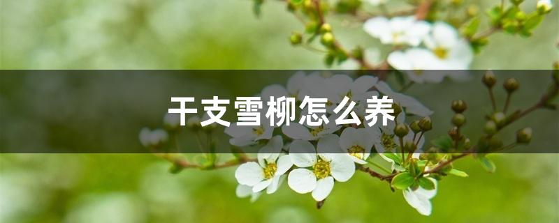 干支雪柳怎么养
