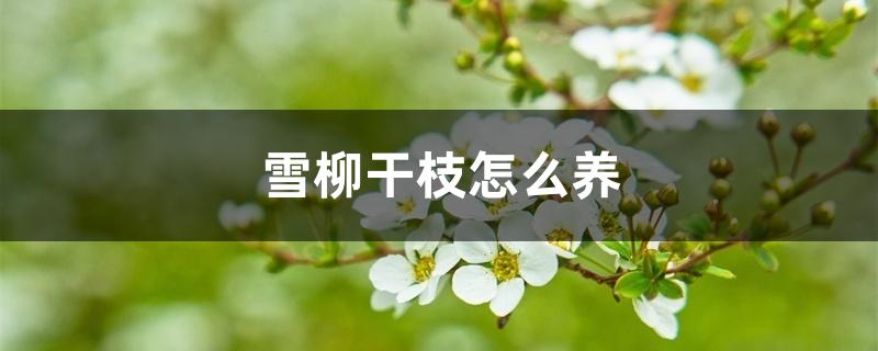 雪柳干枝怎么养