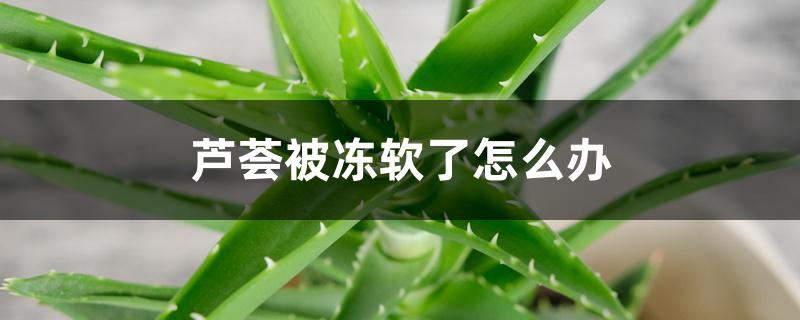 芦荟被冻软了怎么办