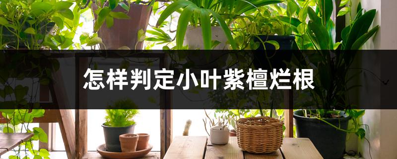 怎样判定小叶紫檀烂根