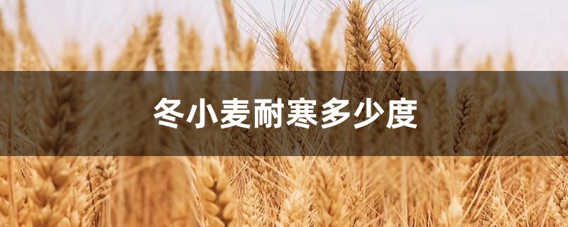 冬小麦耐寒多少度 冬小麦耐寒多少度