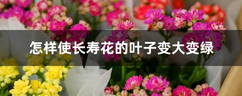 怎样使长寿花的叶子变大变绿