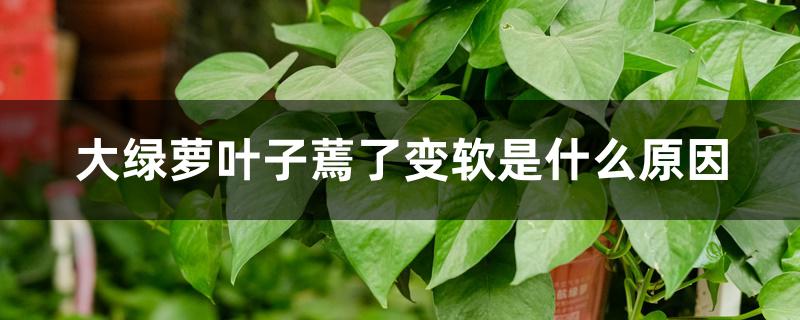 大绿萝叶子蔫了变软是什么原因 大绿萝叶子蔫了变软是什么原因