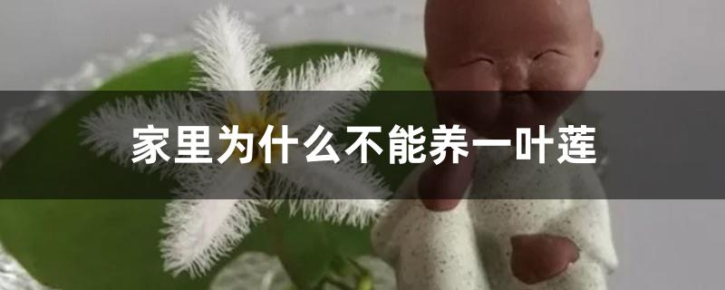 家里为什么不能养一叶莲