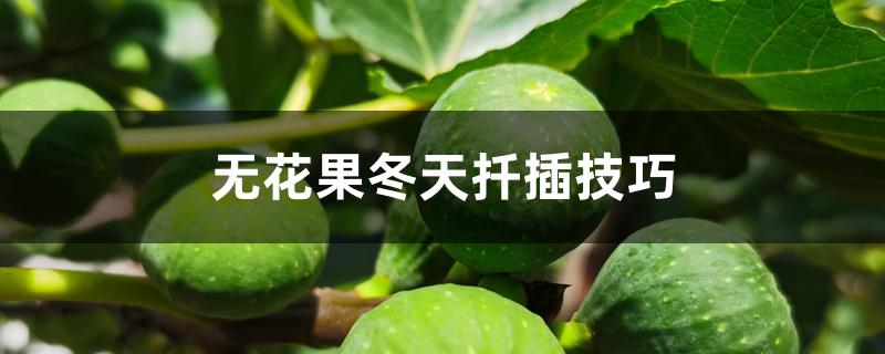 无花果冬天扦插技巧 无花果冬天扦插技巧