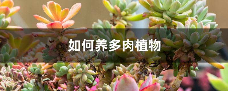 如何养多肉植物，繁殖方法有哪些