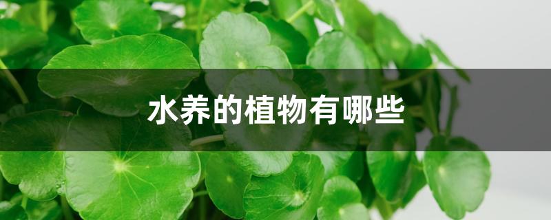 水养的植物有哪些，分别要怎么养护