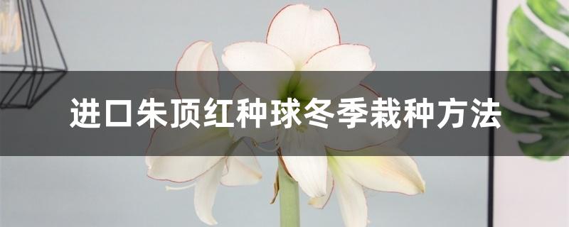 进口朱顶红种球冬季栽种方法，该注意些什么