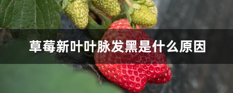 草莓新叶叶脉发黑是什么原因