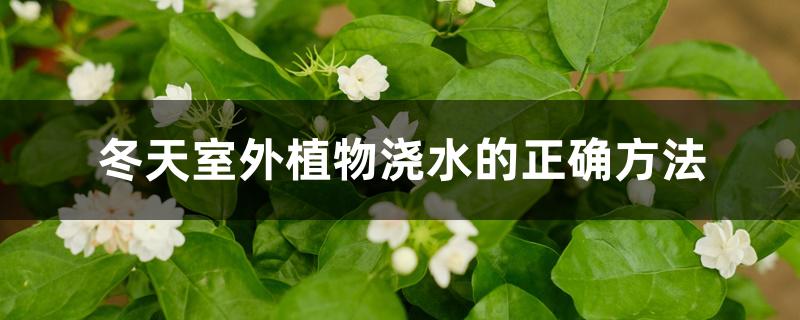 冬天室外植物浇水的正确方法