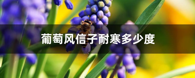 葡萄风信子耐寒多少度