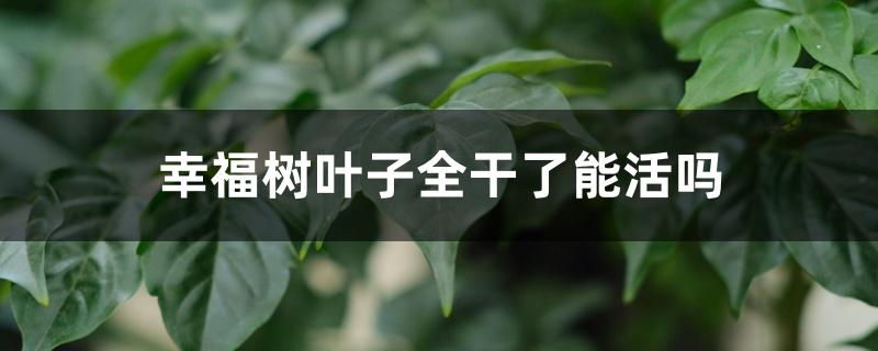 幸福树叶子全干了能活吗 幸福树叶子全干了能活吗