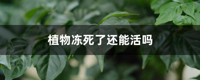 植物冻死了还能活吗