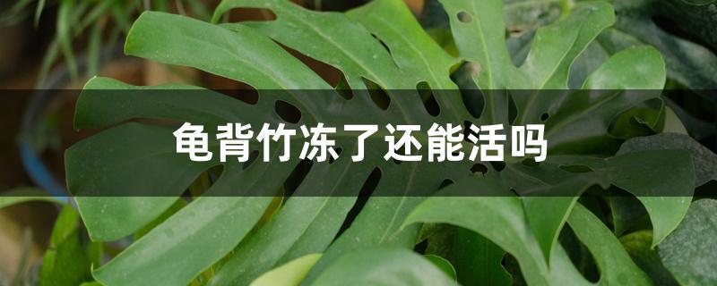 龟背竹冻了还能活吗