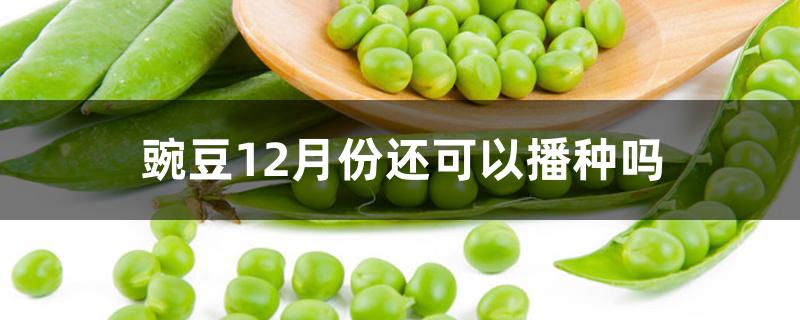 豌豆12月份还可以播种吗