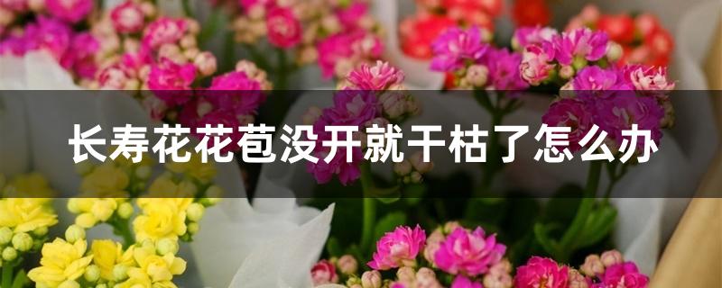 长寿花花苞没开就干枯了怎么办