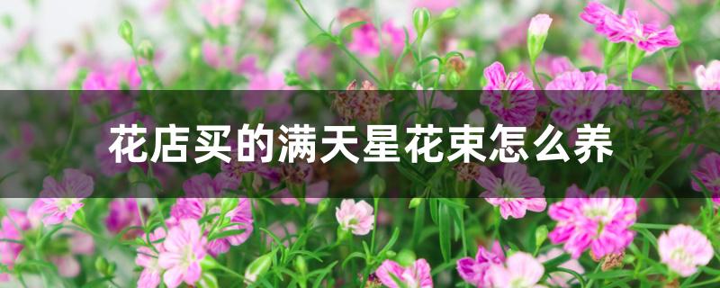 花店买的满天星花束怎么养