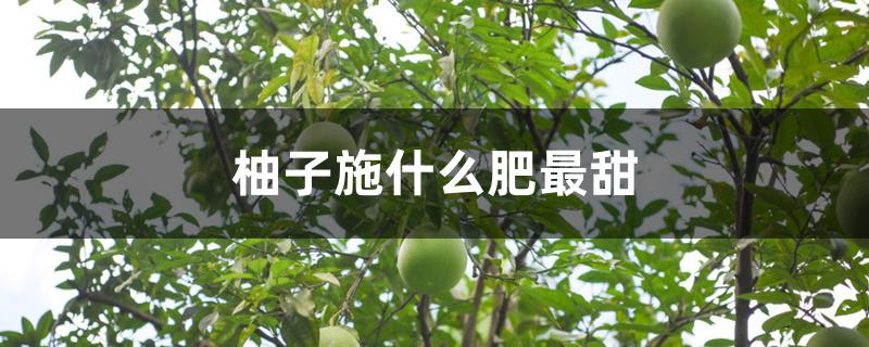 柚子施什么肥最甜