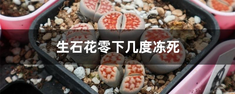 生石花零下几度冻死