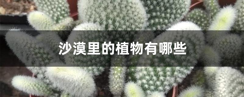 沙漠里的植物有哪些