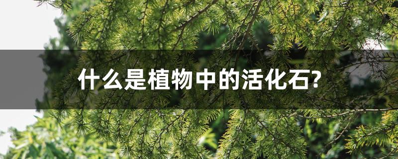 什么是植物中的活化石?