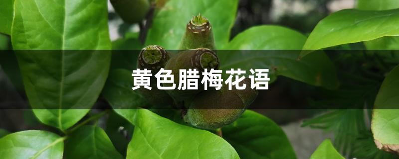 黄色腊梅花语