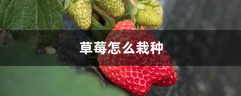 草莓怎么栽种