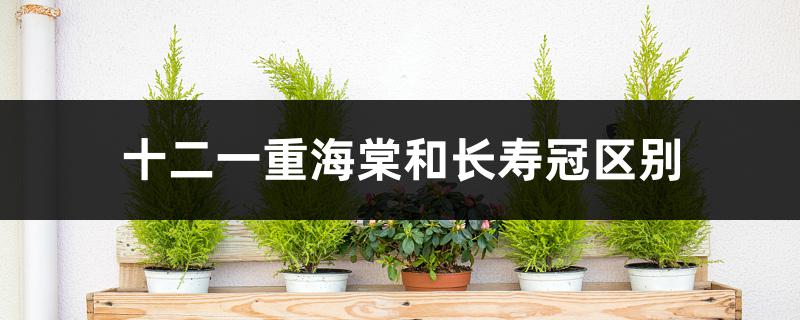 十二一重海棠和长寿冠区别