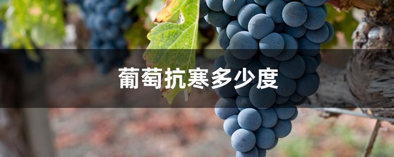 葡萄抗寒多少度 葡萄抗寒多少度