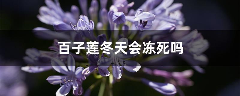 百子莲冬天会冻死吗